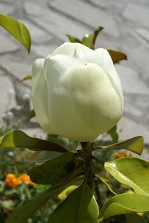 Magnolia grandiflora - Magnolia à grandes fleurs