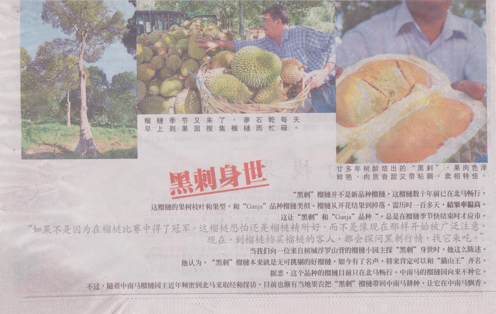 ... 2012 Penang durian champion - 黑刺 Duri Hitam , Blackthorn durian