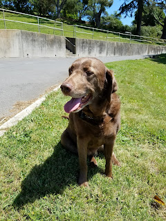 Happy dog (chocolate lab Grace) symbolizing a brain retrained with neuroplastic tools to stop repeating pain