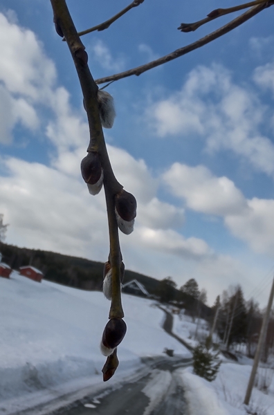 bygda rundt  gåsunger