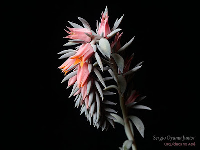 Floração da Echeveria shaviana