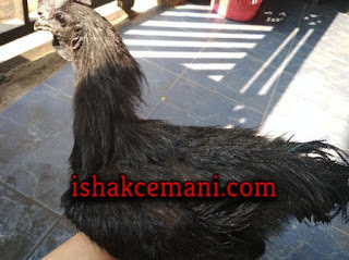 Ayam Cemani Jepun