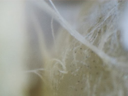 Swaddling bee - close-up detail of the skin