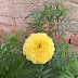 Yellow Marigold, Easy to grow plant!