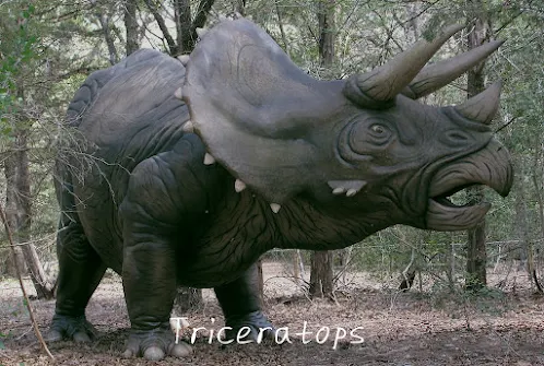 Triceratops