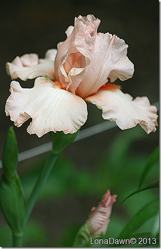 Iris_Mystic_Muse2