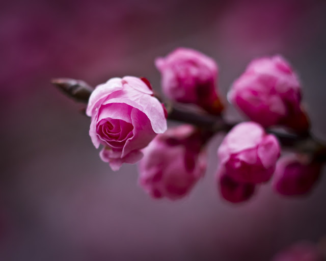 Pink Roses Tree Branch Close Up Photo HD Wallpaper