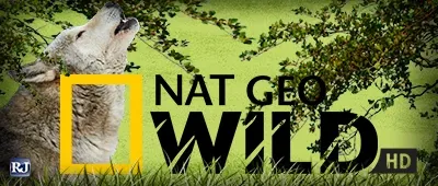 nat geo wild polska stream