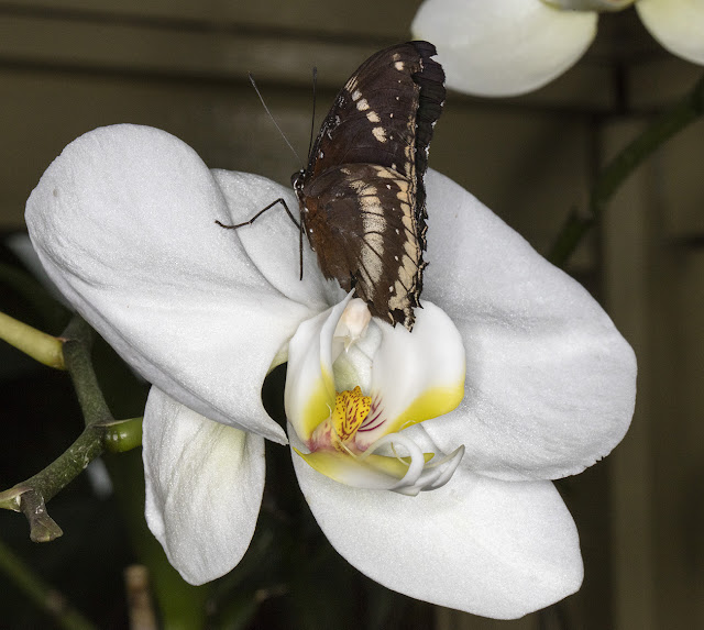 Butterfly, Great Eggfly, Hypolimnas bolina, on orchid flower.    Butterflies in the Glasshouse at RHS Wisley, 26 January 2016