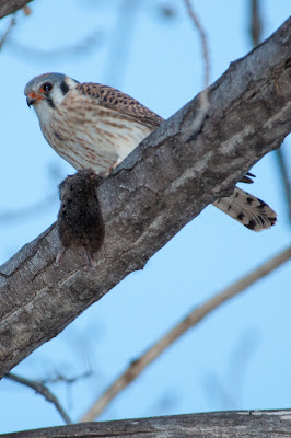 American Kestrel