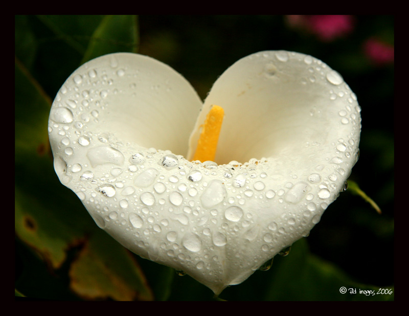 Deanne Morrison: white flower background