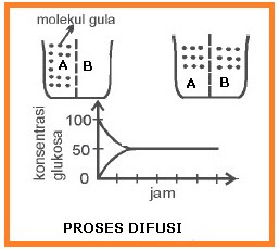 Difusi terbagi menjadi 2, yaitu Difusi sederhana dan Difusi ...