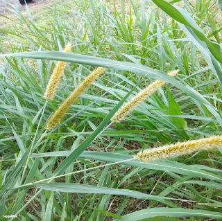 HYBRID NAPIER GRASS FLOWER - ஒட்டுரக நேப்பியர் புல் பூ