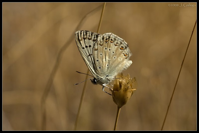 Polyommatus  (Meleageria) albicans