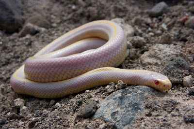 California kingsnake (striped albino pattern) Photo © Ramón Gallo Barneto