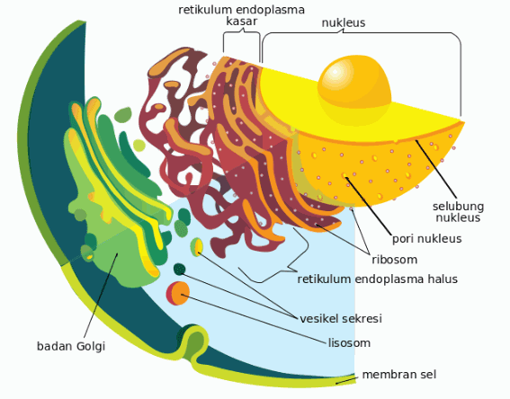 Retikulum Endoplasma