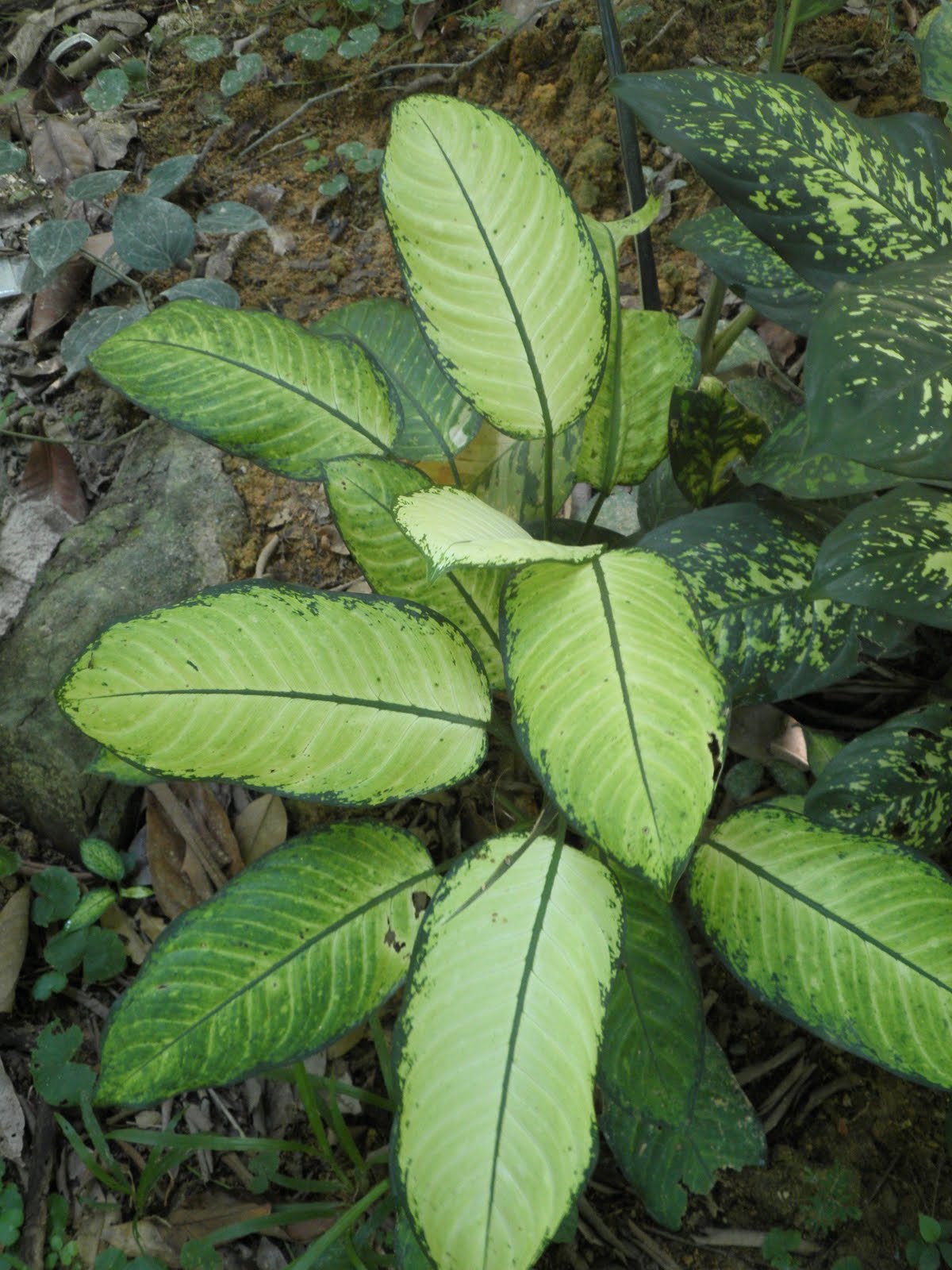 Projek Nursery DiJohor  Koleksi pokok Keladi 