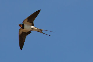 Swallows