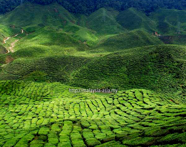 Tea and Scones at Cameron Highlands