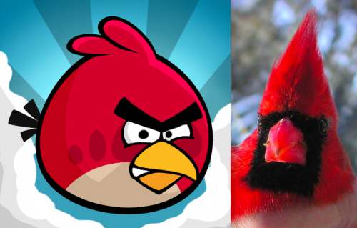 Northern Cardinal Angry Bird