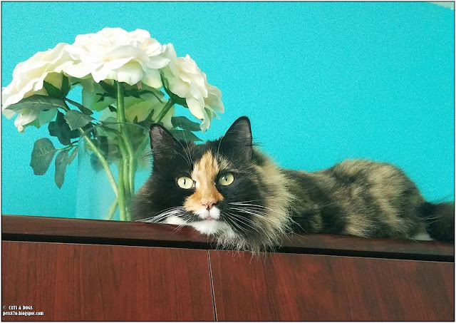 sheba the cat