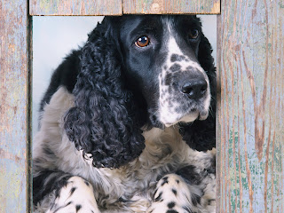  fotos en HD de perros