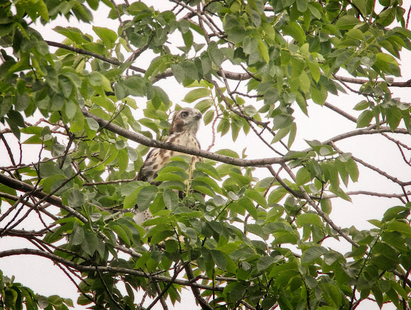 The first chick ventures out on a limb