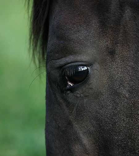 close off al rostro de un caballo azabache
