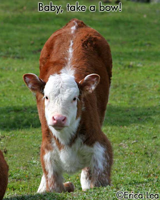 hereford cow