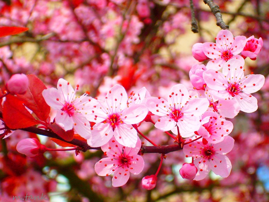 Gambar Bunga  Sakura  Related Keywords Gambar Bunga  Sakura  