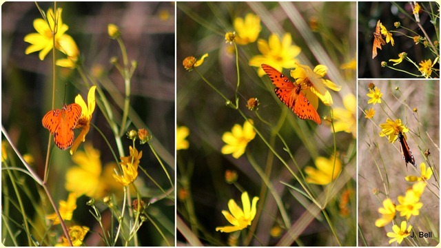 71 Okefenokee NWR 2012-13