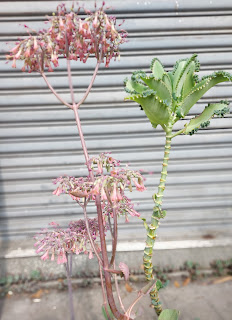 蕾絲姑娘老欉的枝葉與花莖