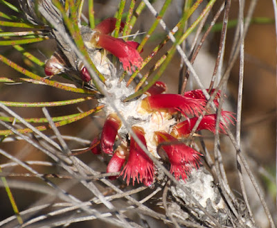 Long-leaved Clawflower (Calothamnus longissimus)