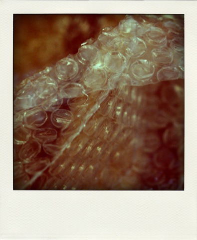 _MG_4708-pola