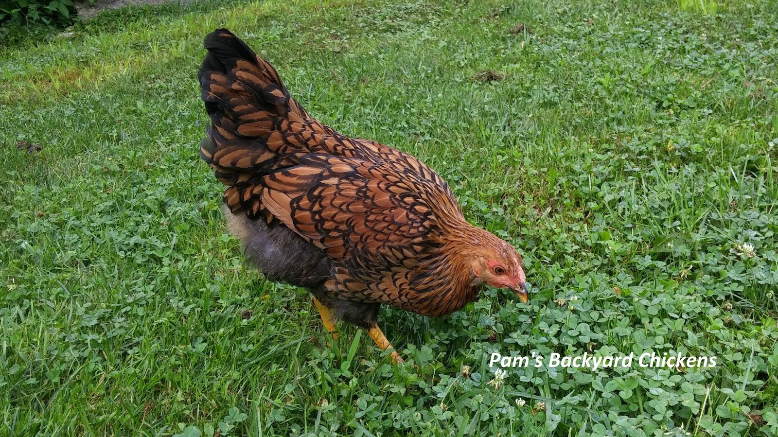 Pam's Backyard Chickens: Chicken Breeds Made in America