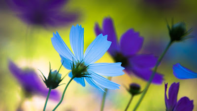 HD FLOWERS IMAGES COLLECTIONS  73