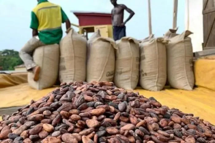Cacao : le Cameroun entre dans le top 4 mondial