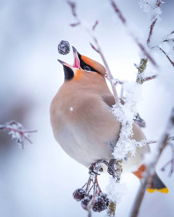 Winter nature of Finland through the lens of Jukka Risikko