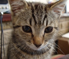 gammo_closeup