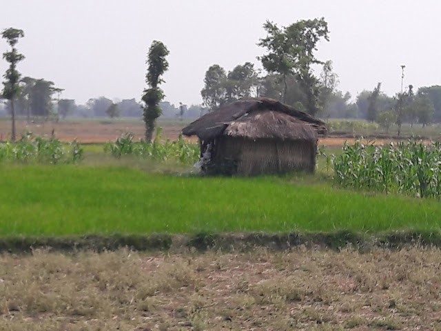 A small hut of straw in agricultural field