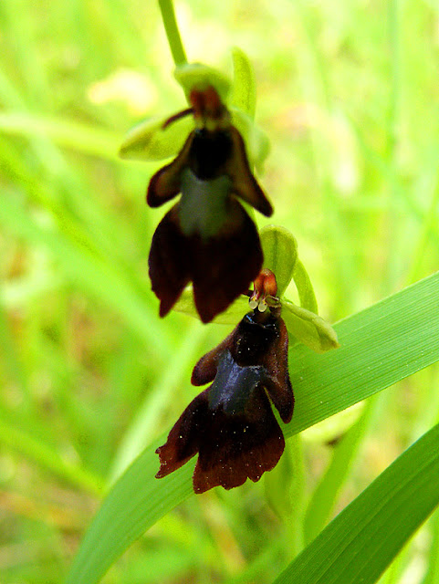 Fly Orchid Ophrys insectifera, Indre et Loire, France. Photo by Loire Valley Time Travel.
