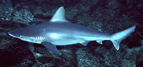 tiburon aleton Carcharhinus plumbeus