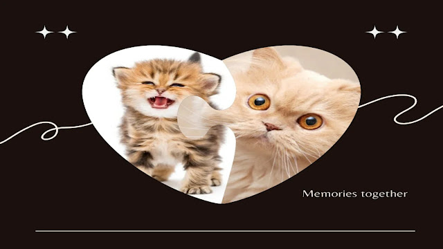 Persian Cat - Shirazi cats