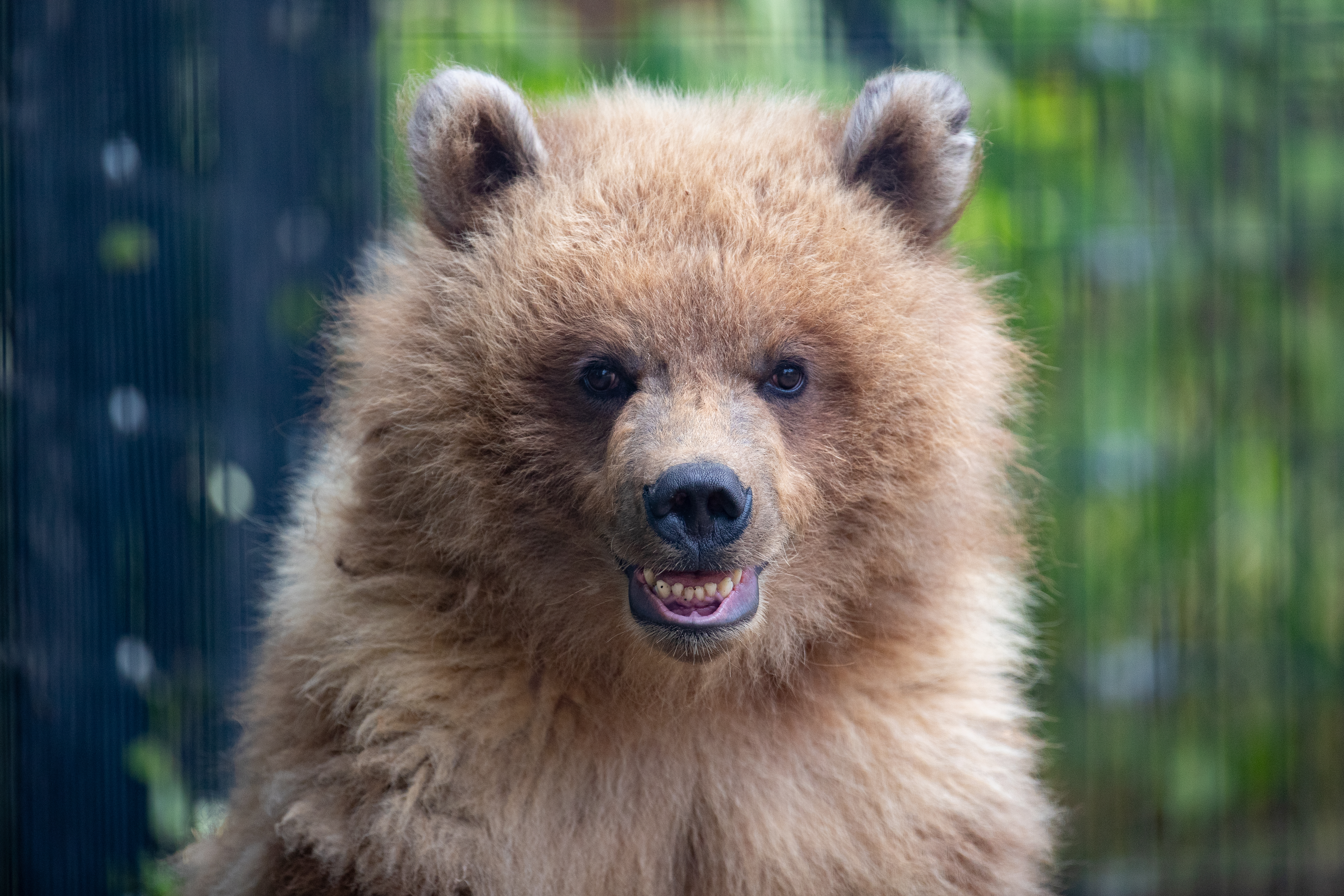 Zoo takes in orphaned brown bear cub from Alaska