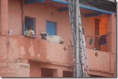 India 2010 -Varanasi  ,  paseo  en barca por el Ganges  - 21 de septiembre   66