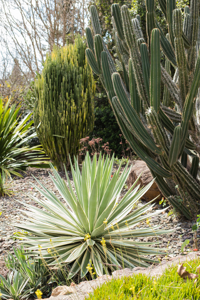 cactus at noosa botanics