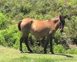 Kuda Liar di Taman Nasional Komodo adalah hewan penting yang berperan menjaga kelangsungan hidup binatang purba Komodo Dragon