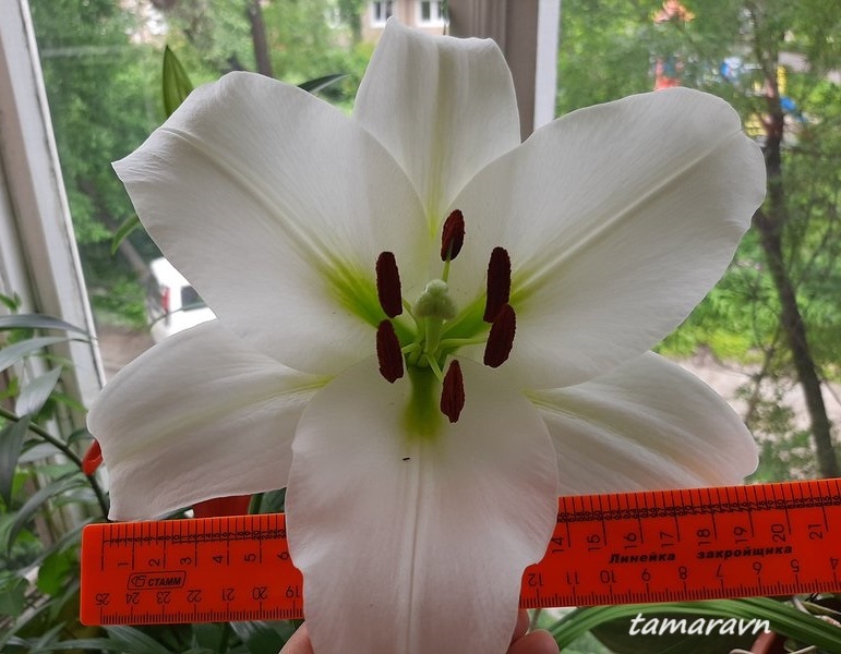 Лилия 'Замбези' (Lilium 'Zambesi')