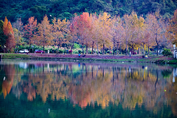 宜蘭員山蜊埤湖落羽松聳立在湖畔，湖光山色松林倒影浪漫就像幅畫