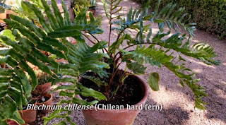 Blechnum Chilense Chilean Hard Fern